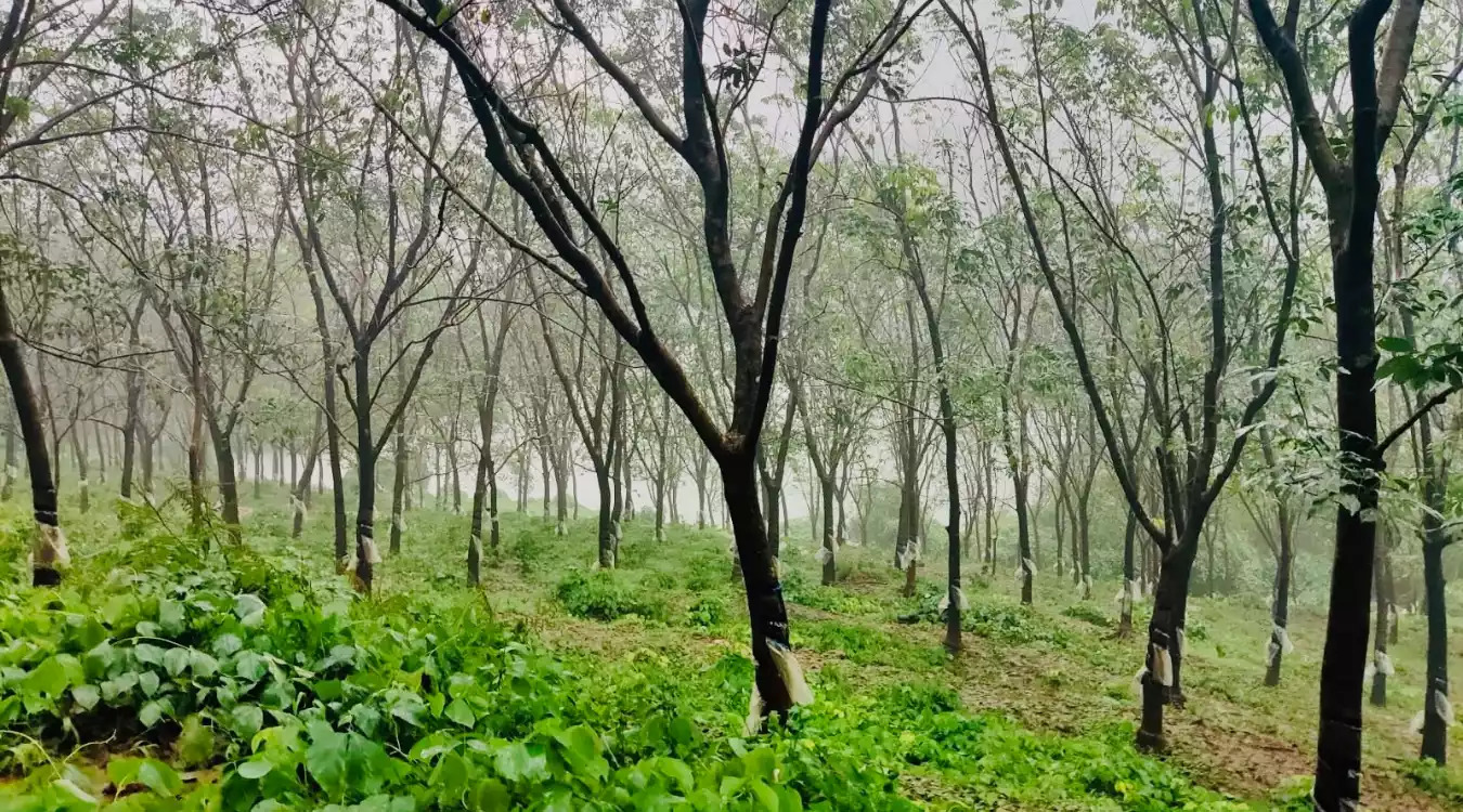 Largest Resort-Style Farmlands Goa.